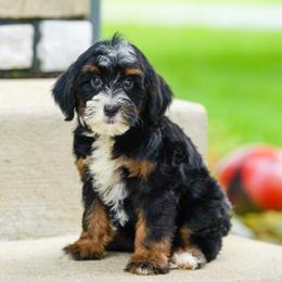 Sassy - Tri-color female Bernedoodle puppy in Dundee, Ohio from Down Home Doodle
