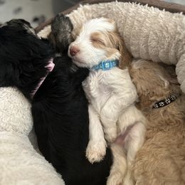 Bernedoodle Puppies from Oodles of Bernedoodles