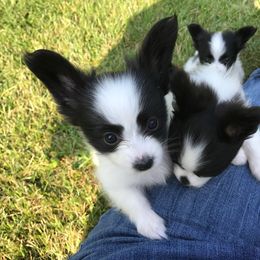 Papillon All Grown Up from Noble's Papillons