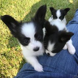 Papillon All Grown Up from Noble's Papillons