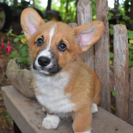 Skipper - Red male Pembroke Welsh Corgi puppy in Forestville, Wisconsin from Bottom Of the Thumb Pembroke Corgis