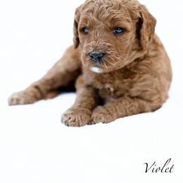 Violet - Red  female Goldendoodle puppy in Boise, Idaho from Goldendoodle Baby