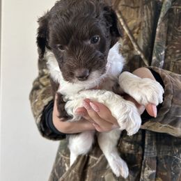 Tinker - Brown and white female Aussiedoodle puppy in Tolar, Texas from Massey Ranch