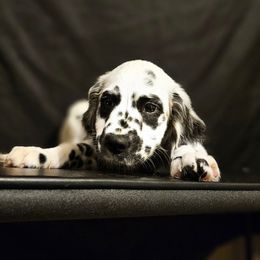 Beatrice - White and black female Dalmatian puppy in Sugar Land, Texas from Long Coat Dalmatians