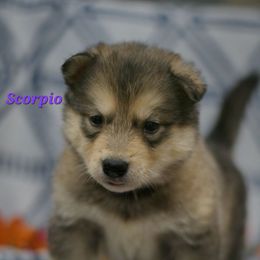 Scorpio - Gray and white female Alaskan Malamute puppy in Kingston, Tennessee from North Shore Alaskan Malamutes