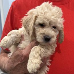 Jack - Cream male Goldendoodle puppy in Springfield, Pennsylvania from Lesher Goodwin Goldendoodles
