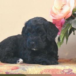 Scarlet - Portuguese Water Dog puppy from Sailor’s Portuguese Water Dogs