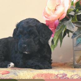 Scarlet - Portuguese Water Dog puppy from Sailor’s Portuguese Water Dogs