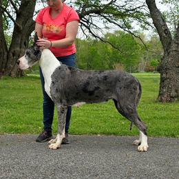 Goose - Great Dane