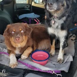 Australian Shepherd All Grown Up from Majestic Skyes Aussies