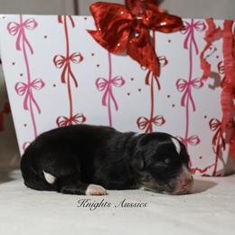Romeo - Black tri-color male Australian Shepherd puppy in Ceres, California from Knight's Aussies