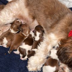 Shichon Puppies from Nebula Nest