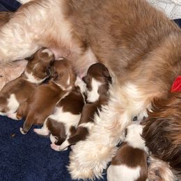 Shichon Puppies from Nebula Nest
