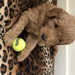 Goldendoodle Puppies from Dapper Doodles of Tennessee