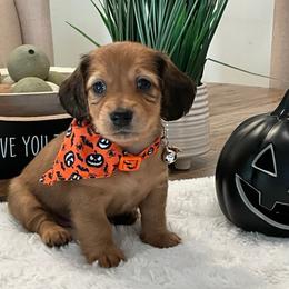 Mikey - Red male Dachshund puppy in Menifee, California from Dachshunds in SoCal