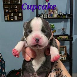 Cupcake - Blue female Boston Terrier puppy in Columbus, Ohio from Bryn's AKC Bostons