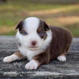 Sheila - Red tri female Miniature Australian Shepherd puppy in Evant, Texas from Lazy VT Bar Ranch