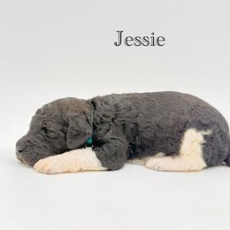 Jessie - Parti female Goldendoodle puppy in Milford, Pennsylvania from Doodles Are Golden