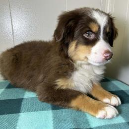 Boy 2 - Red tri male Miniature Australian Shepherd puppy in Hokes Bluff, Alabama from Alegria Toy Aussies