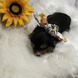 Bernedoodle, Double Doodle, and Goldendoodle Puppies from Precious Paws