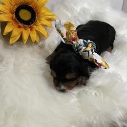 Bernedoodle, Double Doodle, and Goldendoodle Puppies from Precious Paws