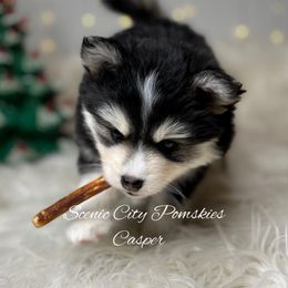 Casper - Black and white male Pomsky puppy in Rossville, Georgia from Scenic City Pomskies