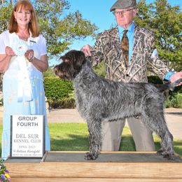 Izzy - Wirehaired Pointing Griffon