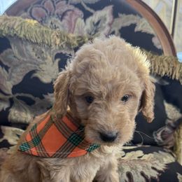 Ferdinand - Red  male Goldendoodle puppy in Hughesville, Maryland from Fox Run Farm