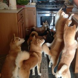 Shiba Inu from Rodel Shibas