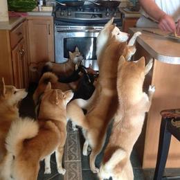 Shiba Inu from Rodel Shibas