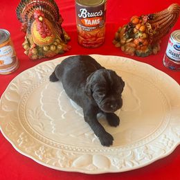 Yellow Collar - Brown male Boykin Spaniel puppy in Hurtsboro, Alabama from PARK’s Family Farm