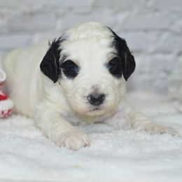 Snowflake - Tri-color male Bernedoodle puppy in Moulton, Iowa from Shondel Puppy Paws