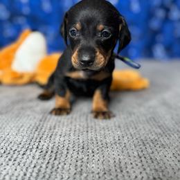 Eeyore - Black and tan female Dachshund puppy in Turlock, California from Dandelion Dachshund