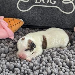 Coton de Tulear Puppies from Gil-VTales