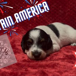Captain America - Piebald male Dachshund puppy in Pollok, Texas from LC's Doxie Central