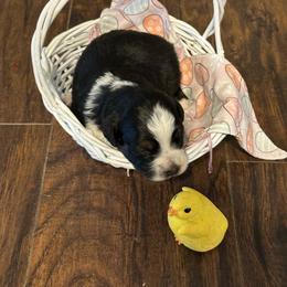 Girl 4 - Black tri female Miniature Australian Shepherd puppy in Doddridge, Arkansas from Huddleston Farm