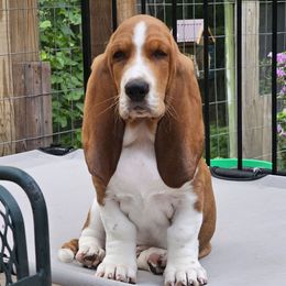 Sweet Tea - Brown and white male Basset Hound puppy in Big Rapids, Michigan from Basket Hound Bassets