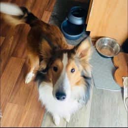 Rugger - Shetland Sheepdog