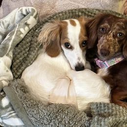 Dachshunds from Honey B’s Doxies