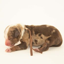 Timber - Brown Collar - Red merle male Australian Shepherd puppy in Placerville, California from BFF Aussies