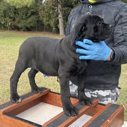 Fiesta - Black female Cane Corso puppy in Tabor City, North Carolina from Dream Team Kennels