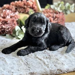 Smore- Tan Collar - Black male Goldendoodle puppy in Bay City, Texas from Charming Doods Goldendoodles