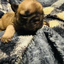 French Bulldog Puppies from Stratton Kennel