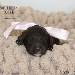 Mocha - Chocolate female Australian Labradoodle puppy in Winter Haven, Florida from Southern Cove Labradoodles