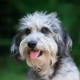 Molly - Goldendoodle
