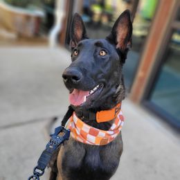 Phoenix - Belgian Malinois