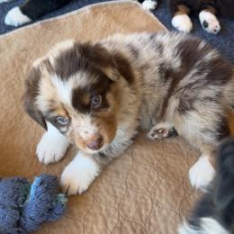Australian Shepherd Puppies from SoCo Aussies