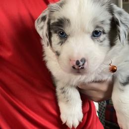 Australian Shepherd Puppies from Kent island Aussies
