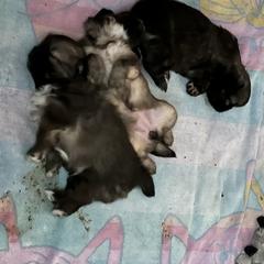 Tibetan Spaniel Puppies from Shangri-La Tibetan Spaniels