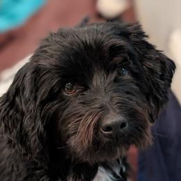 Dawn - Black and white female Havanese puppy in The Villages, Florida from Happy Tail Companions